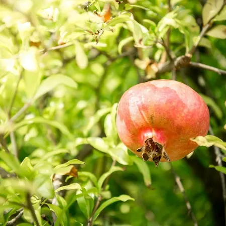 Villa Giani Annone di Brianza