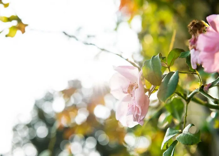 Giani Annone di Brianza