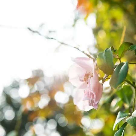 Giani Annone di Brianza